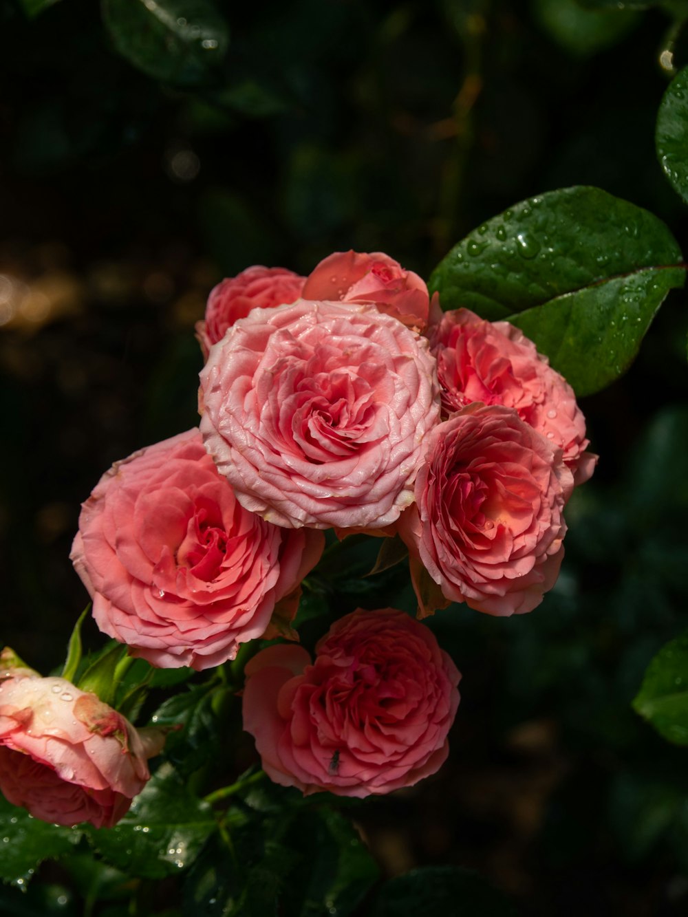 selective focus photography of pink-petaled flowers