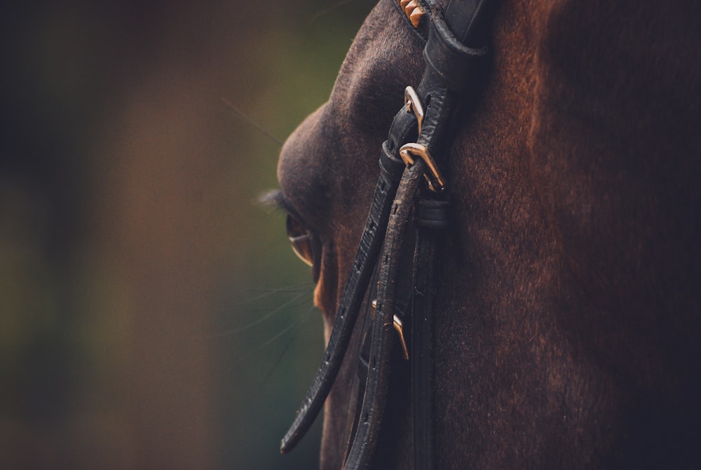 Caballo marrón