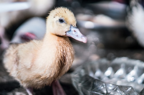 A cheerful yellow duck holding a tiny sign that says 'Yes, No, Maybe Later' against a soft blue background.
