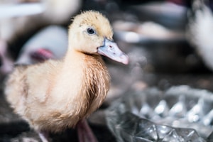 Duckling's Day Out