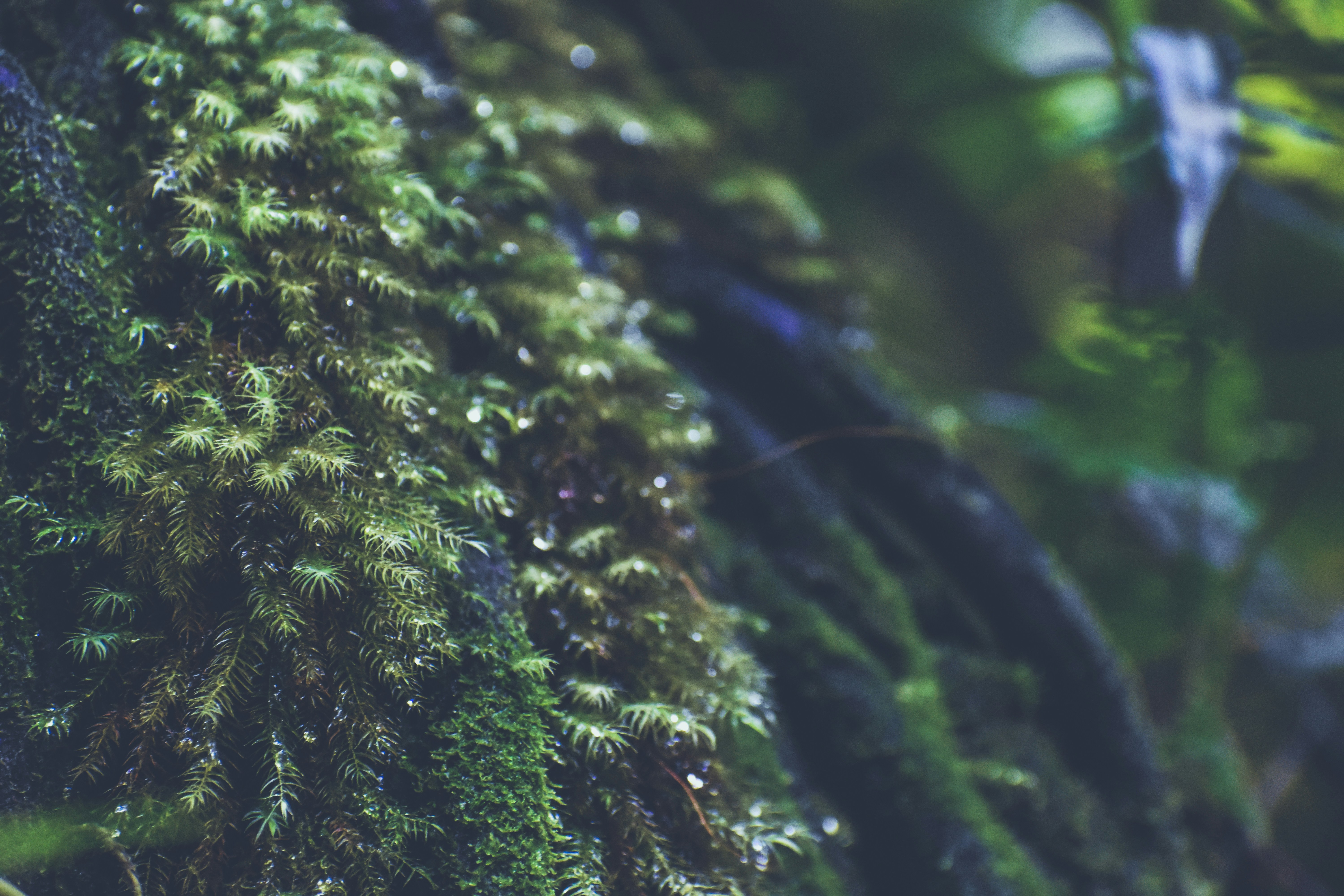 Photo by bigspringsstudio