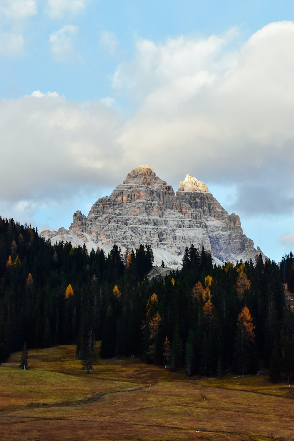 mountains filled with pine trees at golden hour