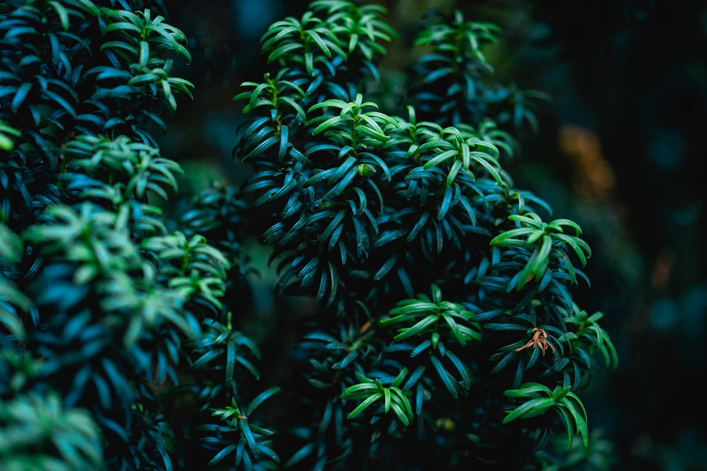 close-up photography of green-leafed plant