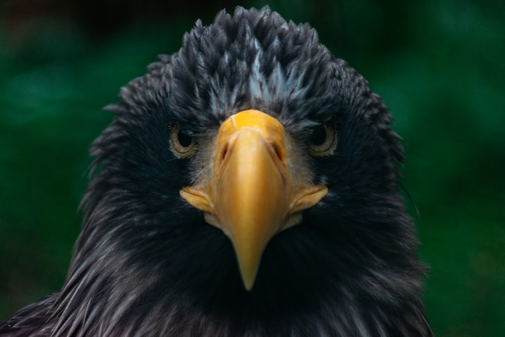 black eagle