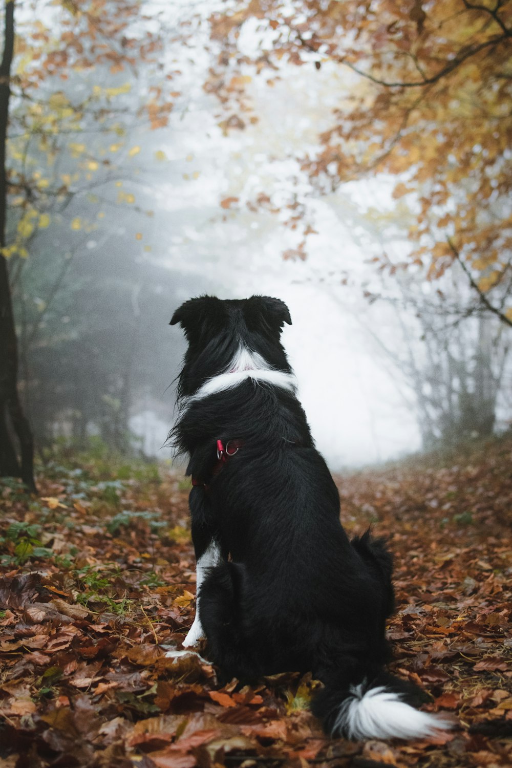 dog sitting on dried leaves under tree at daytime