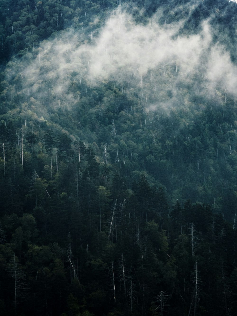 fog on mountain