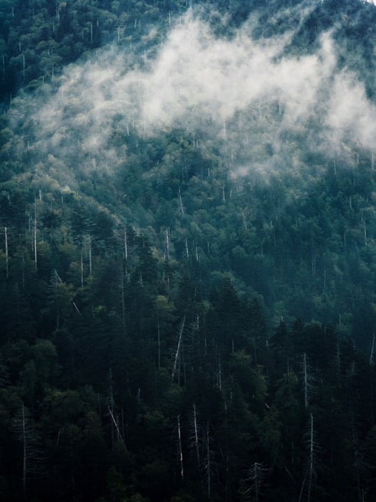 fog on mountain in Great Smoky Mountains National Park United States