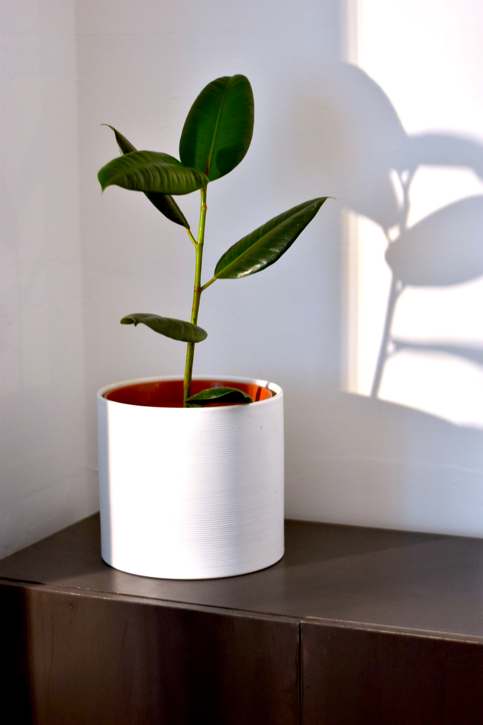A green rubber fig plant in a white ceramic pot, photographed against a plain indoor background