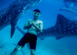 underwater photography of man wearing black shorts with two black whale sharks