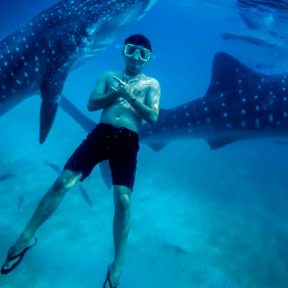underwater photography of man wearing black shorts with two black whale sharks