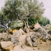 gray rocks across tree