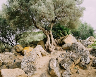 gray rocks across tree