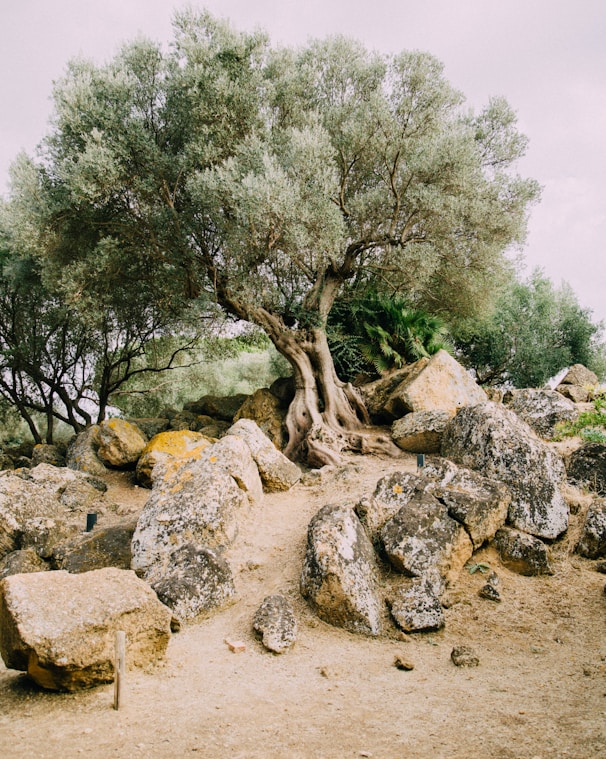 gray rocks across tree