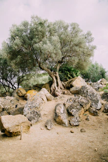 gray rocks across tree