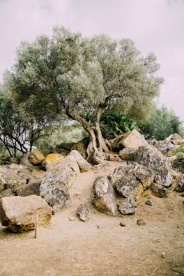 gray rocks across tree