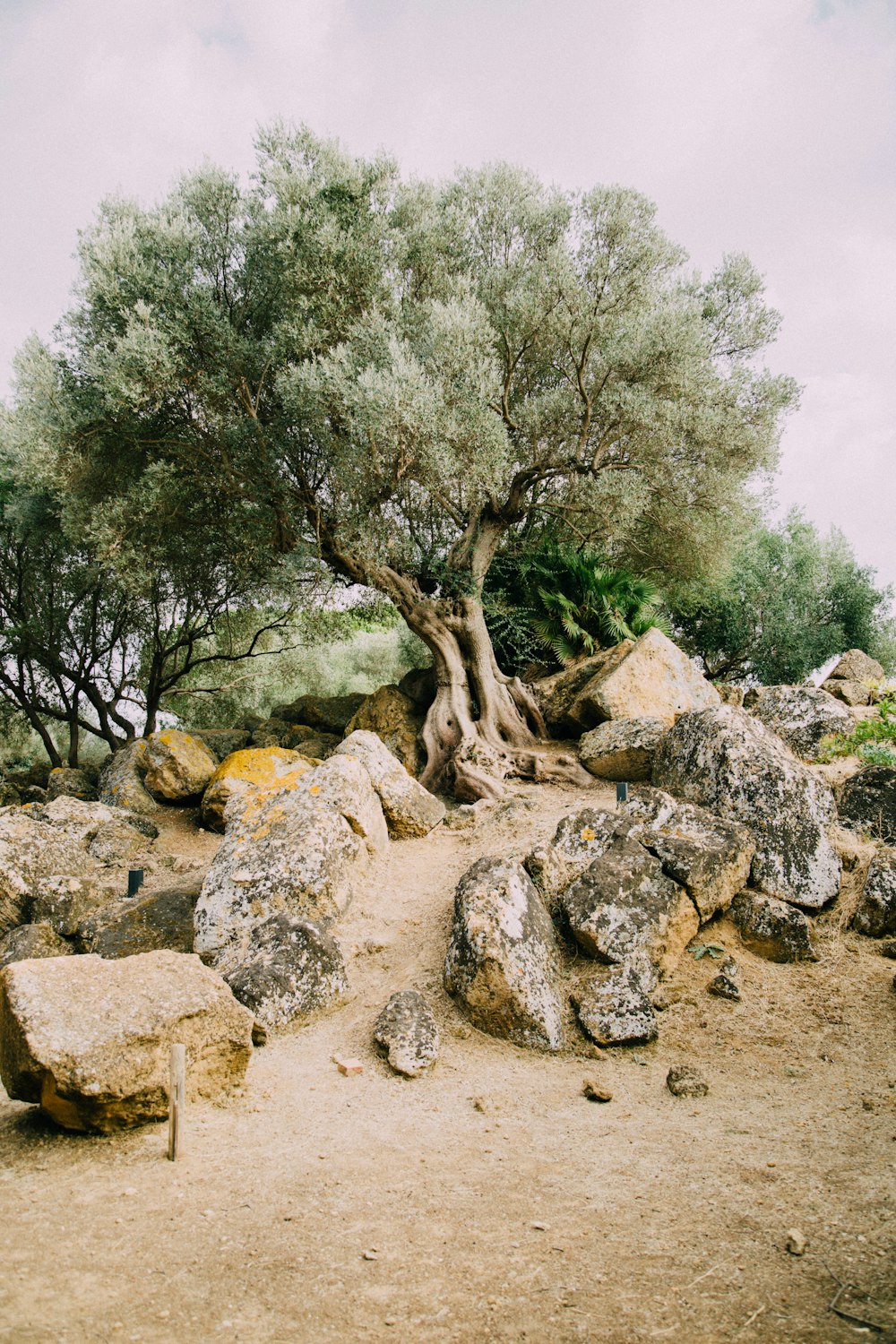 gray rocks across tree