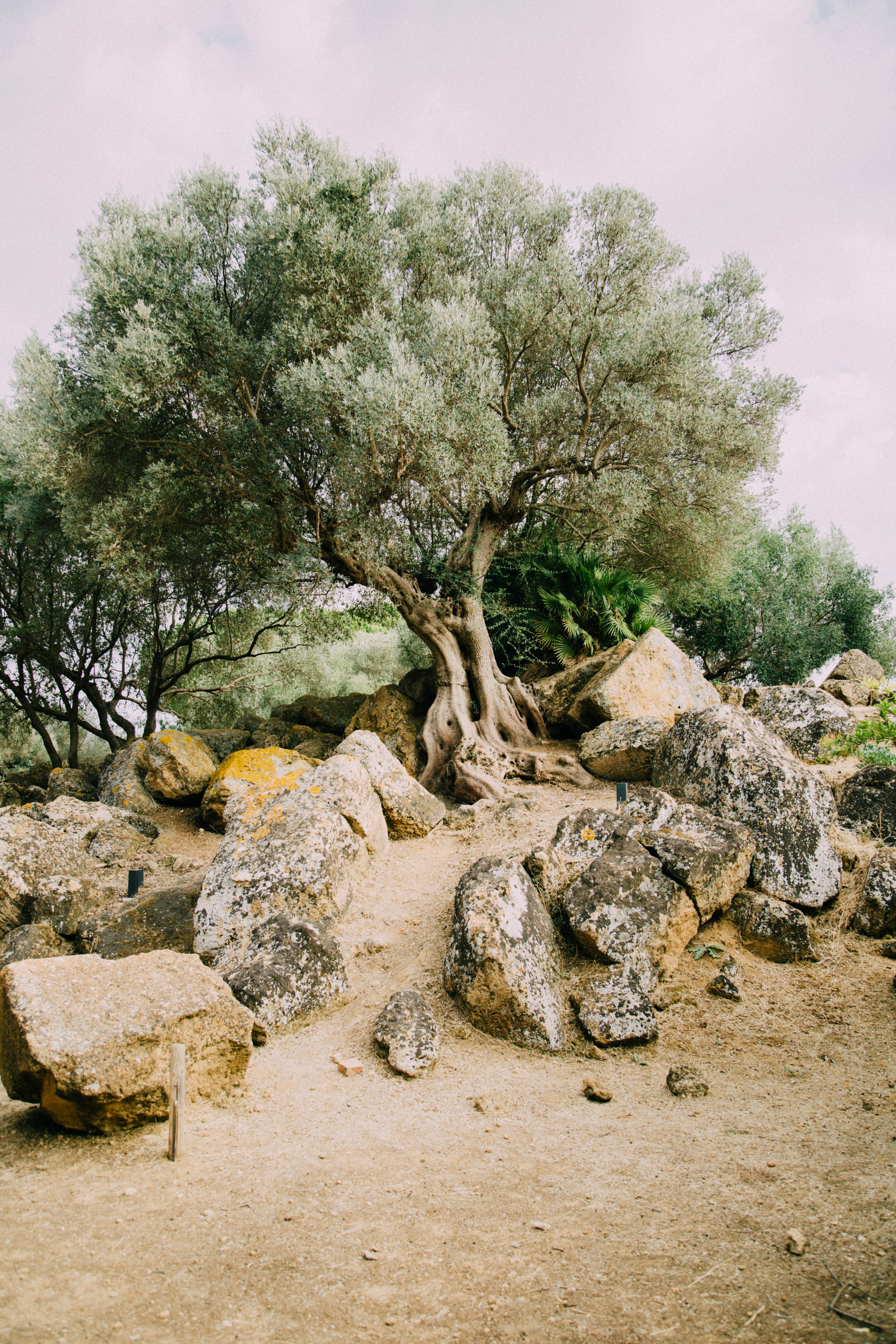 Reframing Digital Detox: A Journey of Rediscovery