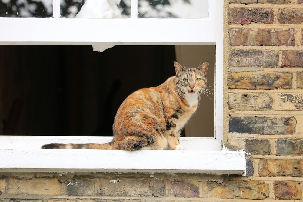 orange tabby cat on window sill