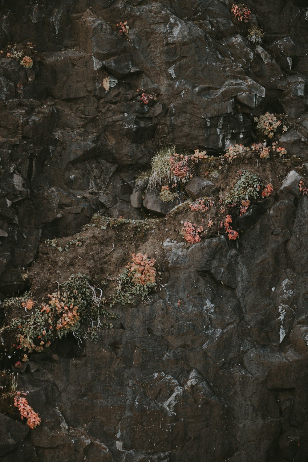 flowers on rock formation at daytime