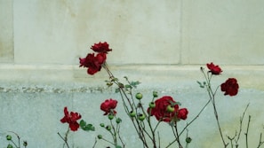 Red roses with some buds are growing against a light-colored stone wall. The stems are thin and slightly thorny, and the leaves are small and green. The background wall is textured and provides a neutral backdrop to the vibrant flowers.
