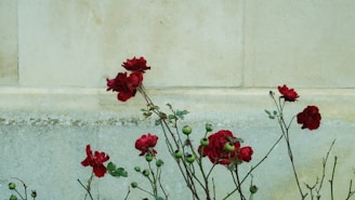 Red roses with some buds are growing against a light-colored stone wall. The stems are thin and slightly thorny, and the leaves are small and green. The background wall is textured and provides a neutral backdrop to the vibrant flowers.