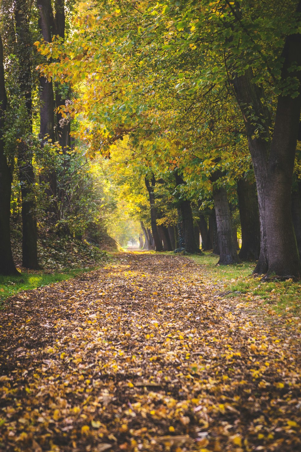 green trees and road pathway