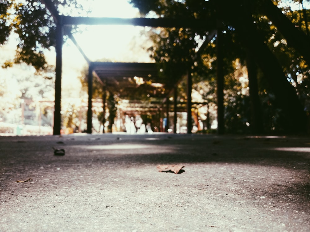 brown leaf on ground