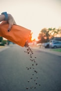 person pouring coffee beans
