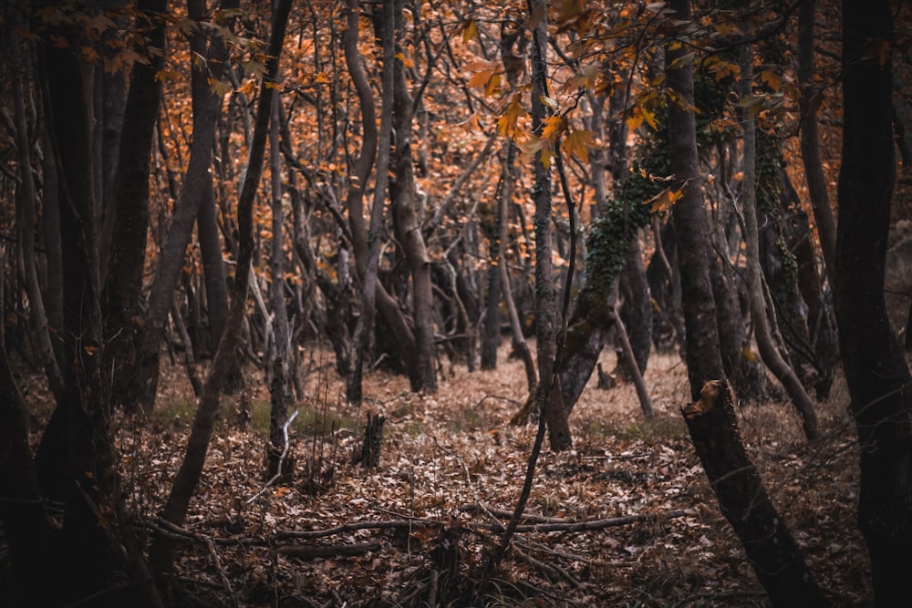 brown leaf trees