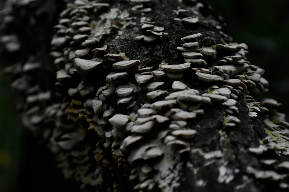 fotografia em tons de cinza de cogumelos