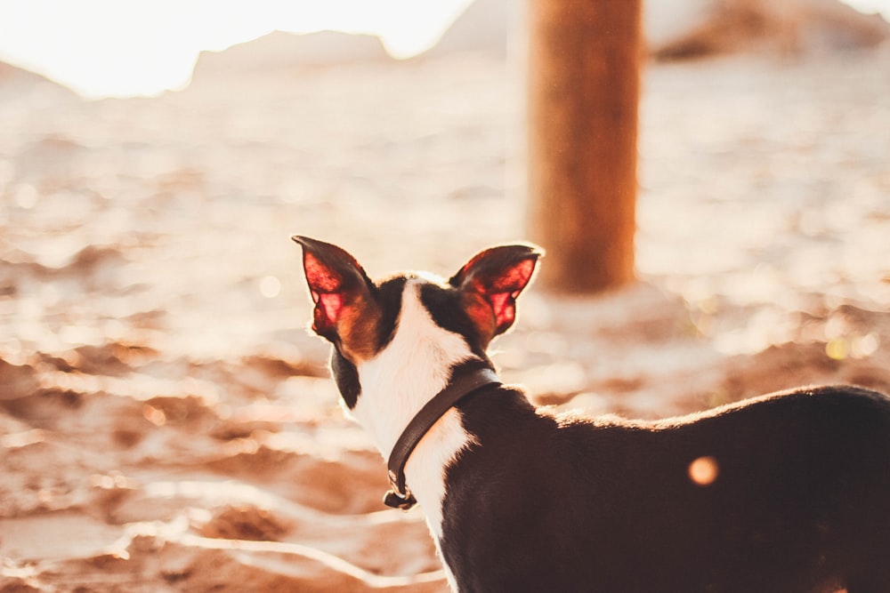 dog standing on shore near post during daytime