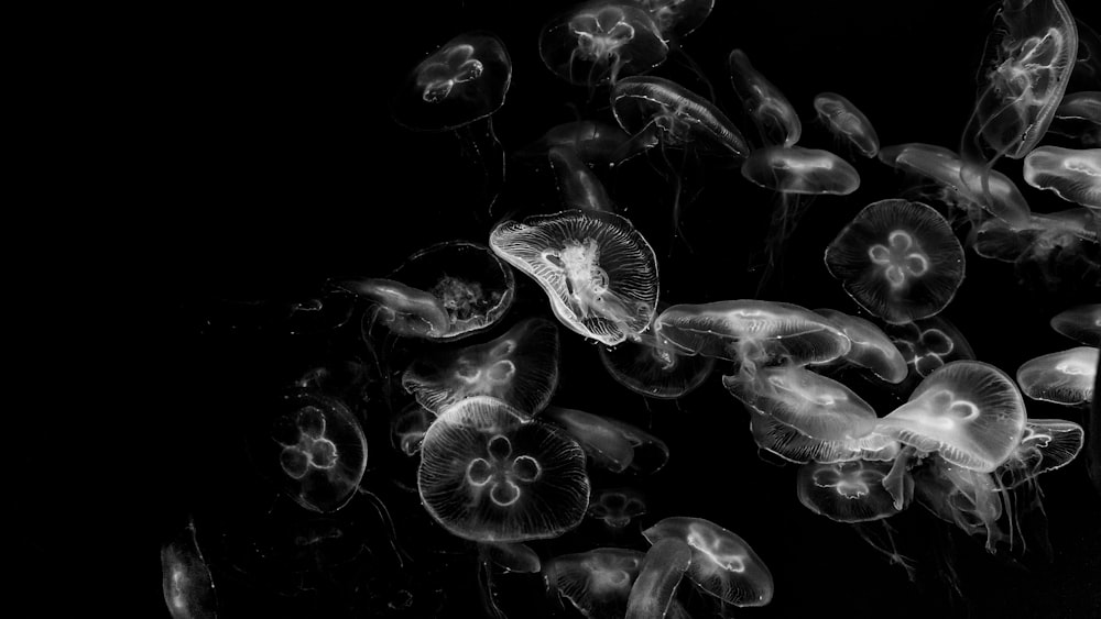 shoal of jellyfish