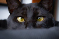 Close-up of a curious black cat with bright green eyes
