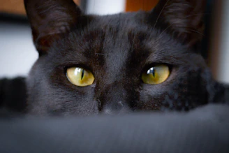 Close-up of a curious black cat with bright green eyes