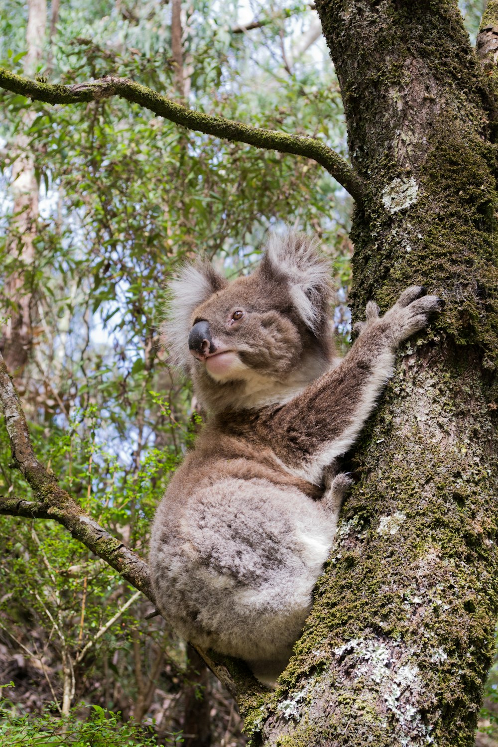 koala on trunk during daytime