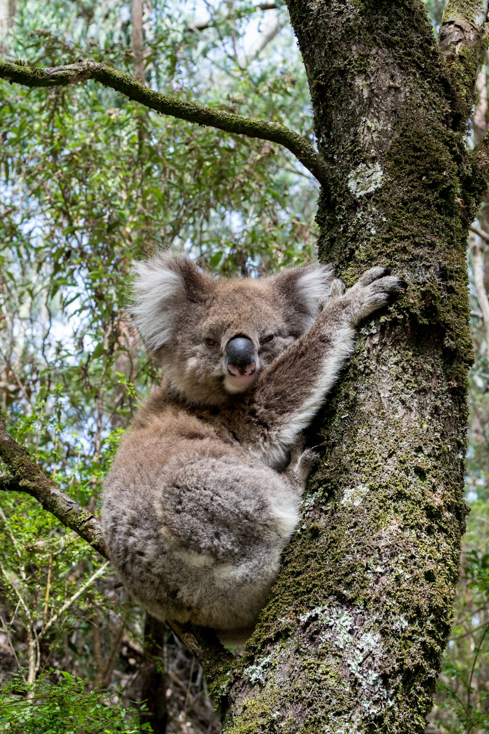 brwon Kuala on tree branch