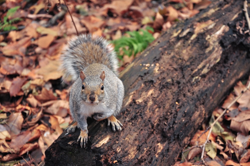 squirrel standing on burnt trunk