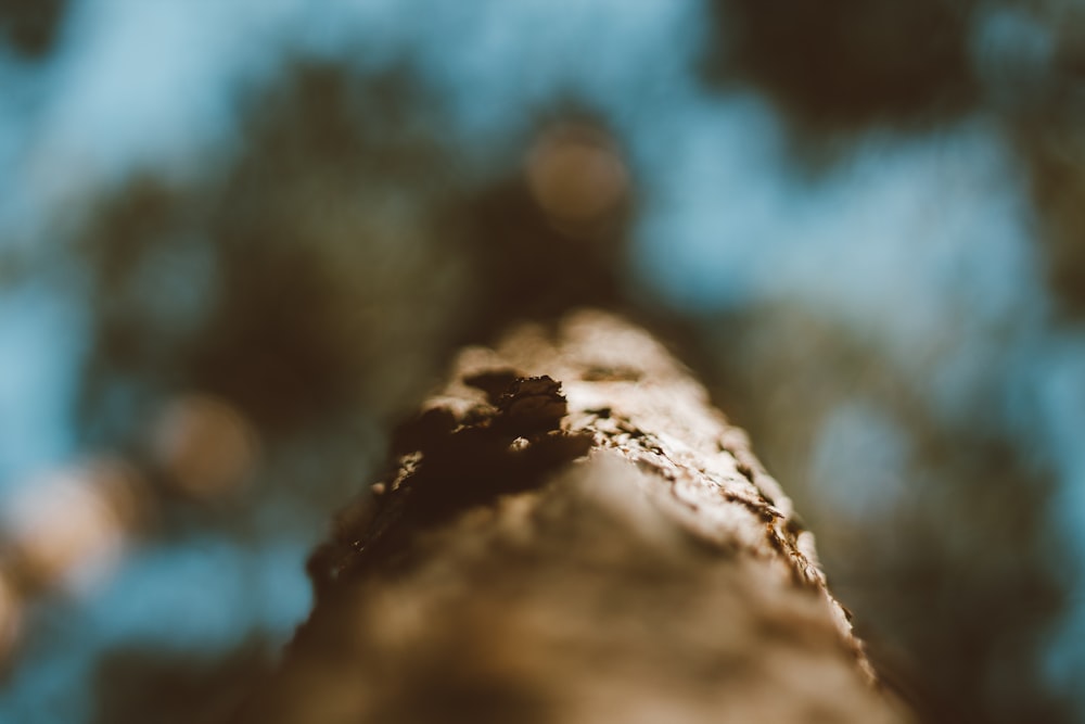 Fotografía de enfoque selectivo del tronco de un árbol