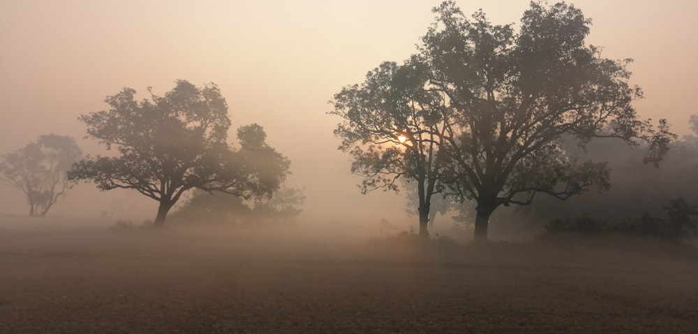fog covering trees