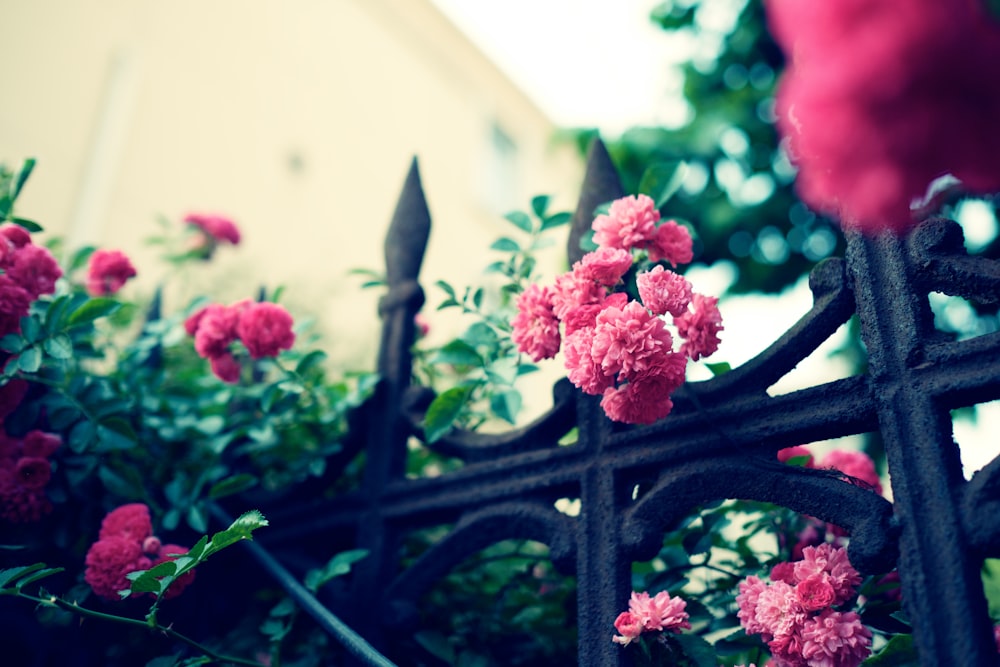 pink flowers on metal fence