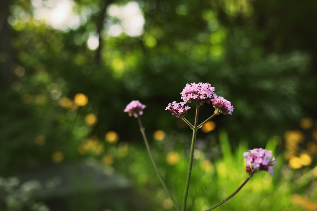 pink-petaled flower