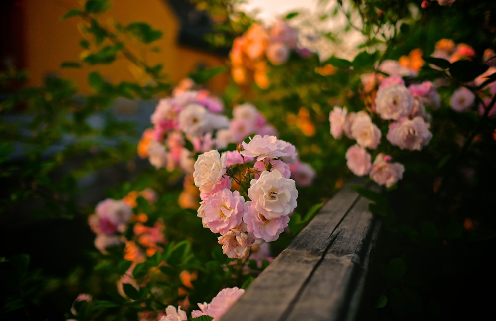 Fotografia a fuoco selettiva di fiori petali