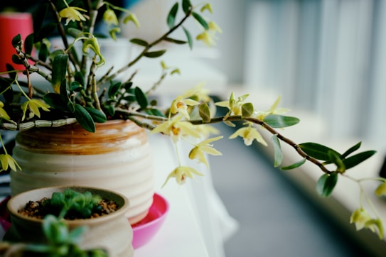 A ceramic pot contains a plant with long stems and delicate yellow flowers. Next to it, there are smaller pots with green succulents placed on a pink dish. The background has a soft, out-of-focus view of a window with natural light illuminating the scene.