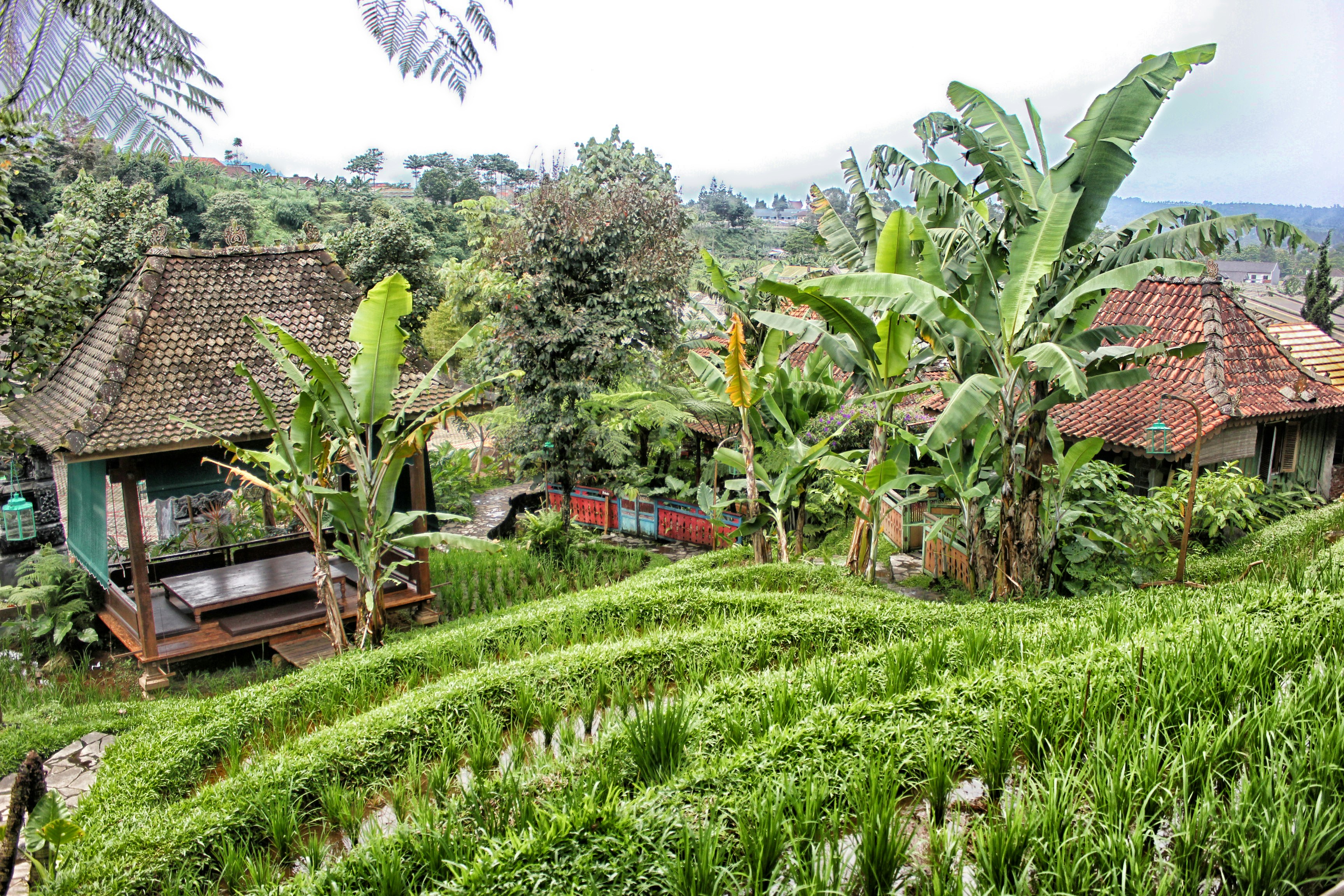 Pondok Coklat di dekat Pohon Pisang