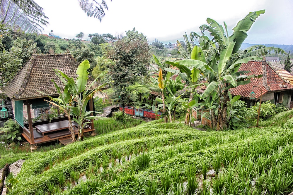 brown cottage near banana trees