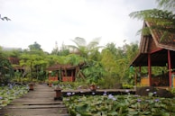 A serene garden scene featuring wooden pavilions with traditional architecture, surrounded by lush greenery and tropical plants. A wooden pathway leads through the garden alongside a pond filled with blooming water lilies.
