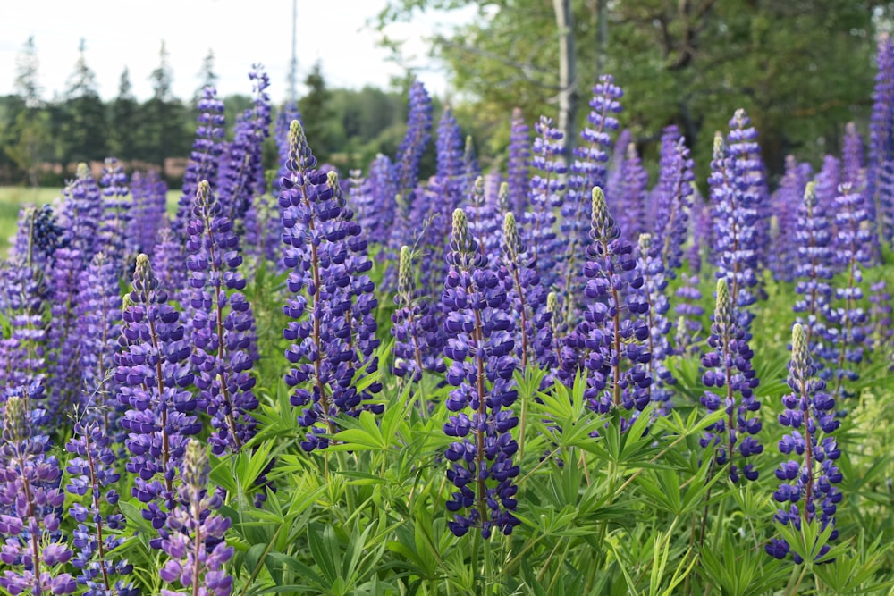 view of purple lavender flowers field