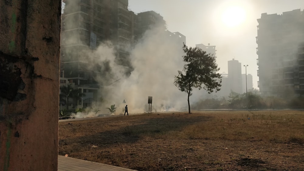 green tree across smokes