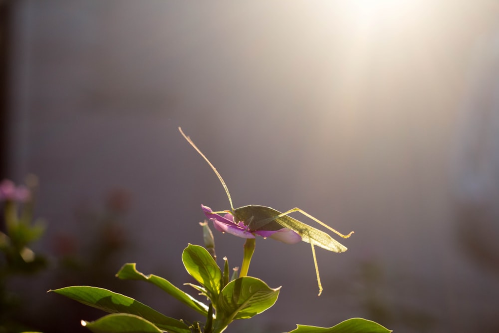 green katydid perching on flower during daytime