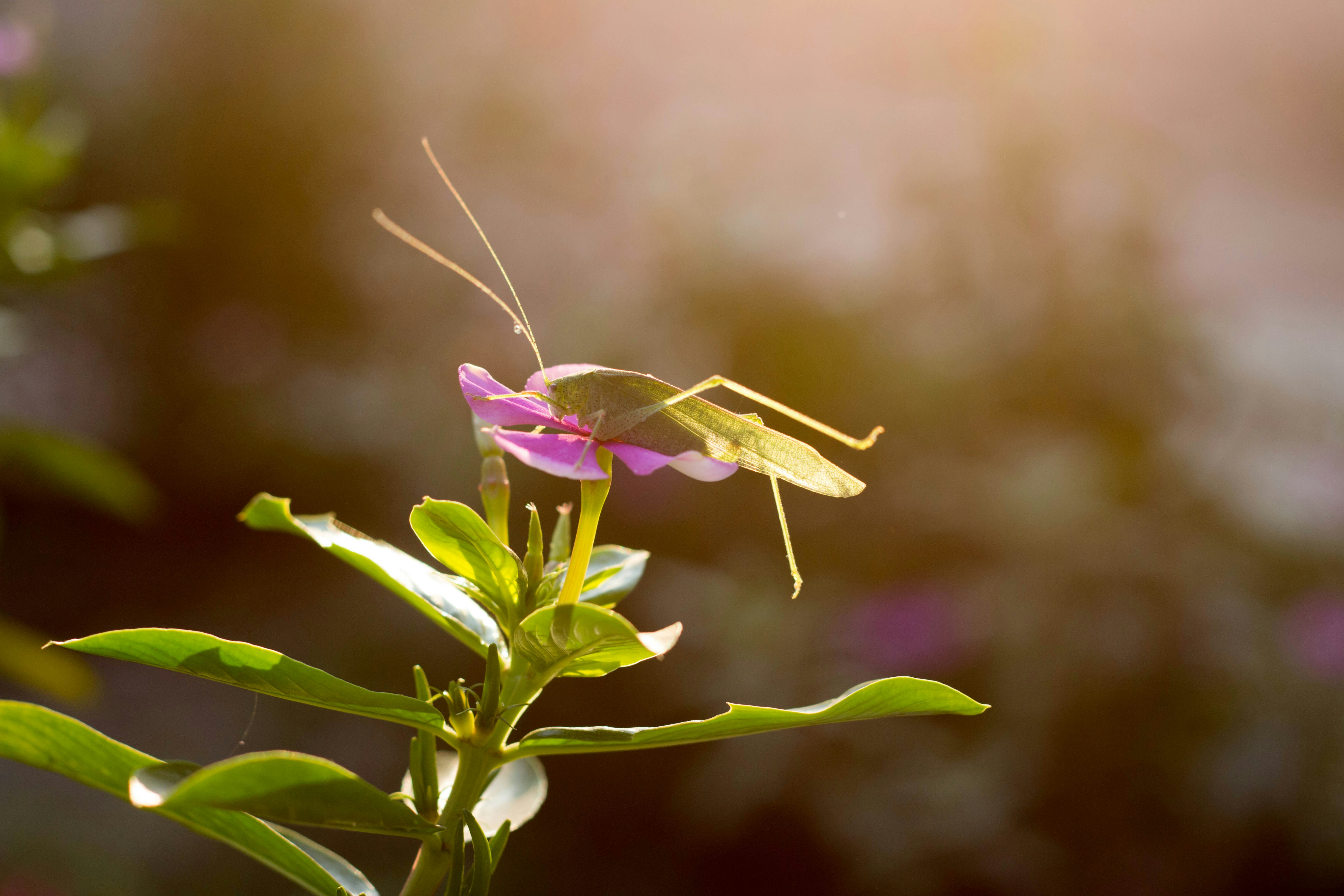 Photo by mayank_dimri